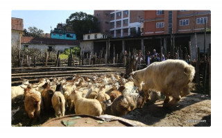 सरकारले घटायो जिउँदो खसी र च्याङ्ग्राको मूल्य