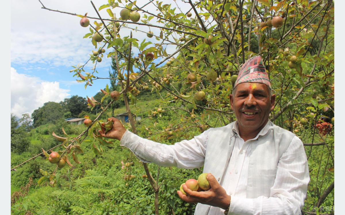 गाजनेमा स्याउ उत्पादन हुन थालेपछि कृषक उत्साहित
