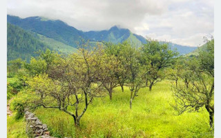 ढोरपाटन र निसेलढोरमा स्याउ नफल्दा किसान चिन्तित