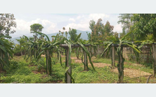 व्यावसायिक ड्रागनखेतीमा रमाउँदै भोजपुरका किसान