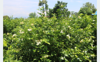फूलखेतीबाट आत्मनिर्भर बन्दै शुलभ